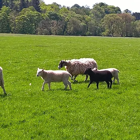 Casa de hóspedes Abbey Farmhouse Brampton (Cumbria)